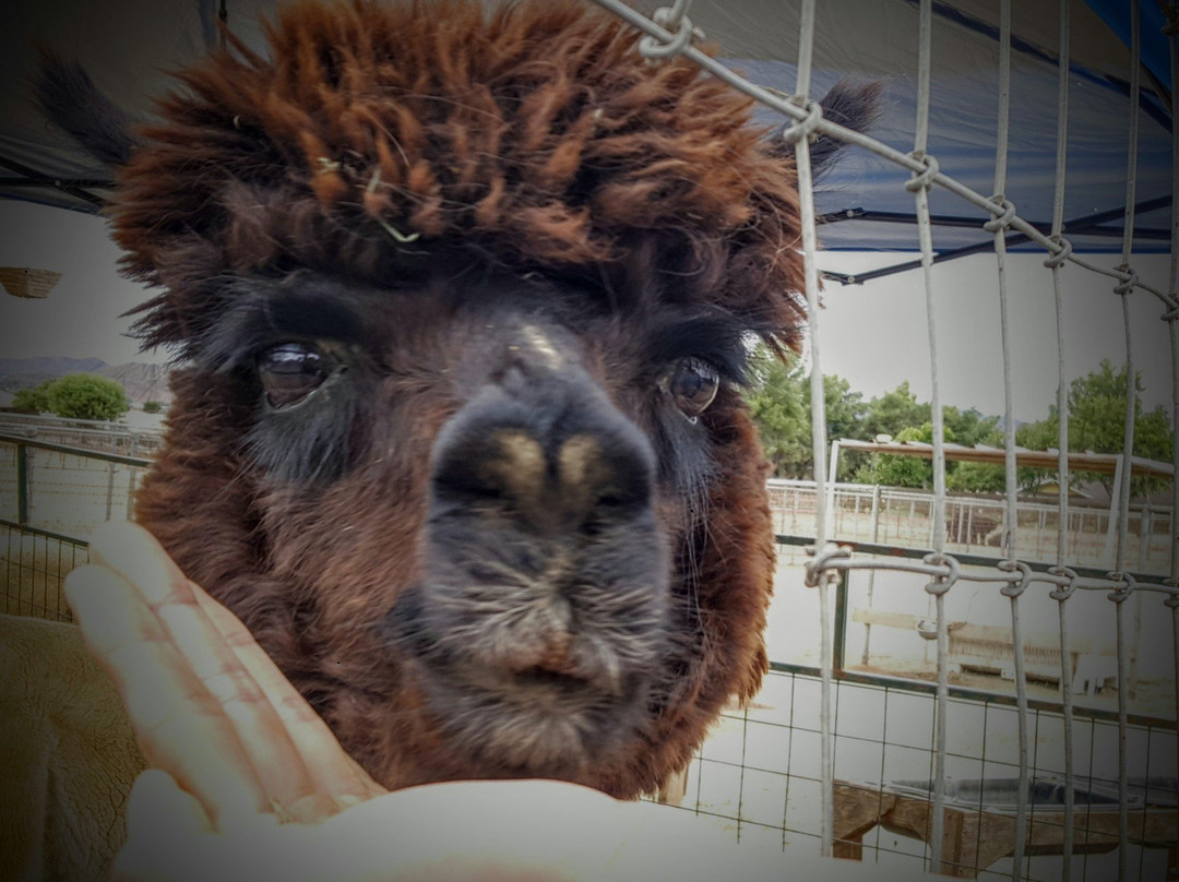 Diamond Valley Alpacas-赫米特必去景点