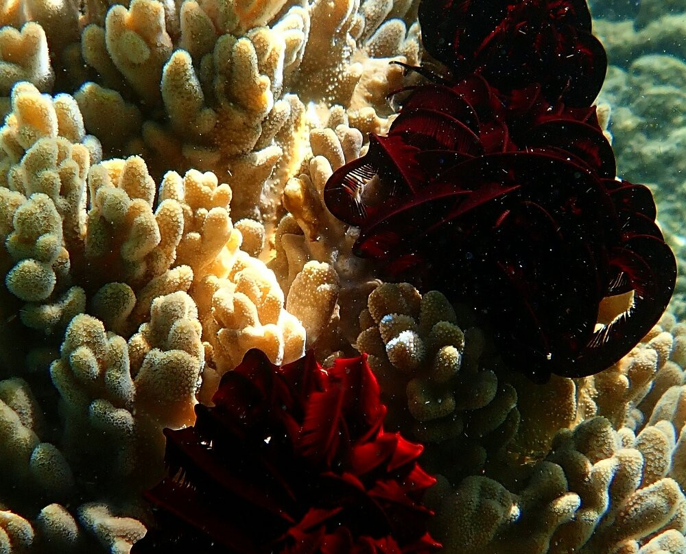 Komodo Island-科莫多国家公园必去景点