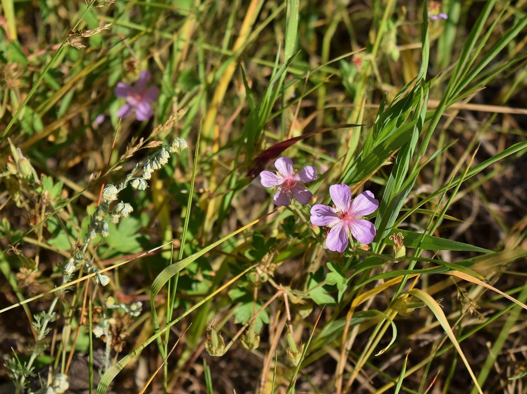 Bridal Veil Falls-落基山国家公园必去景点