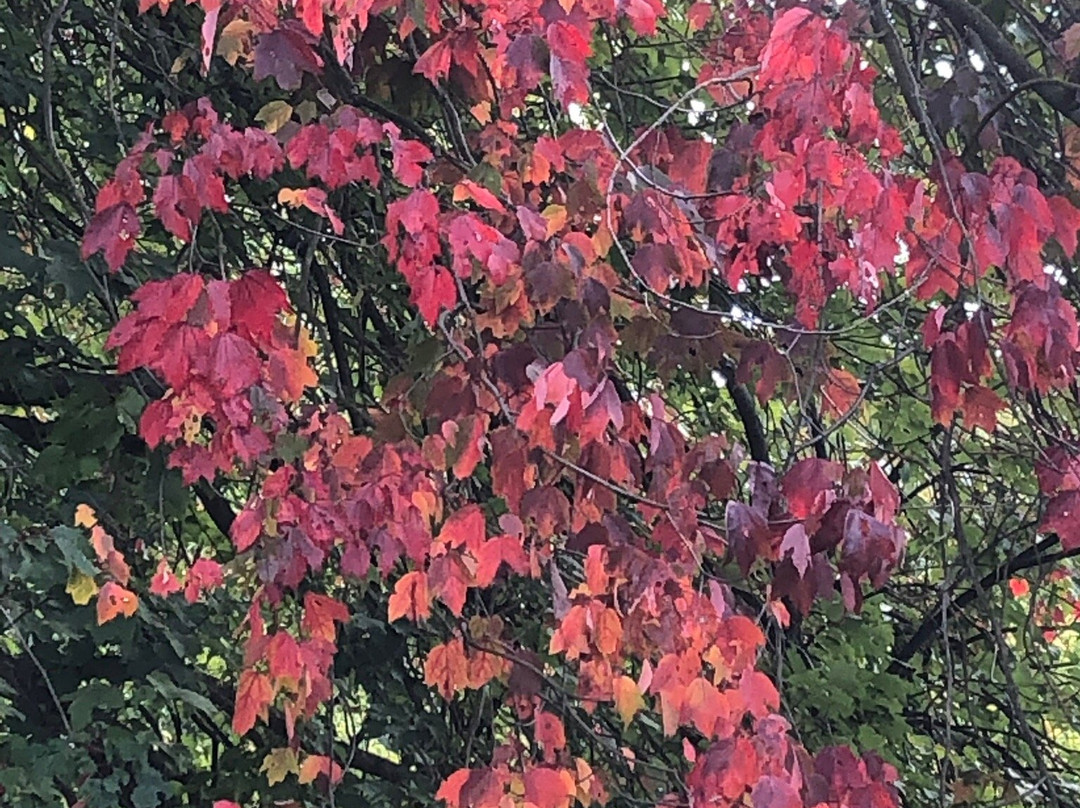 Arboretum Poortbulten-De Lutte必去景点
