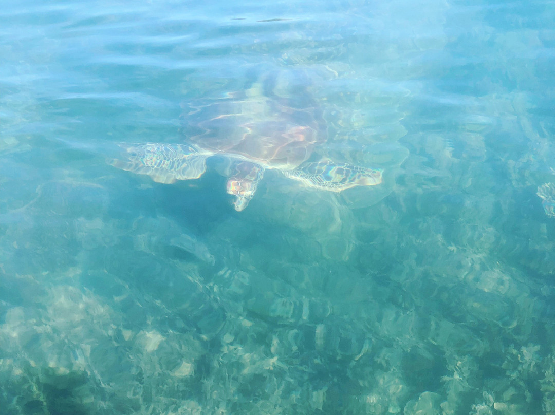 Pacific Watersports-棕榈湾必去景点