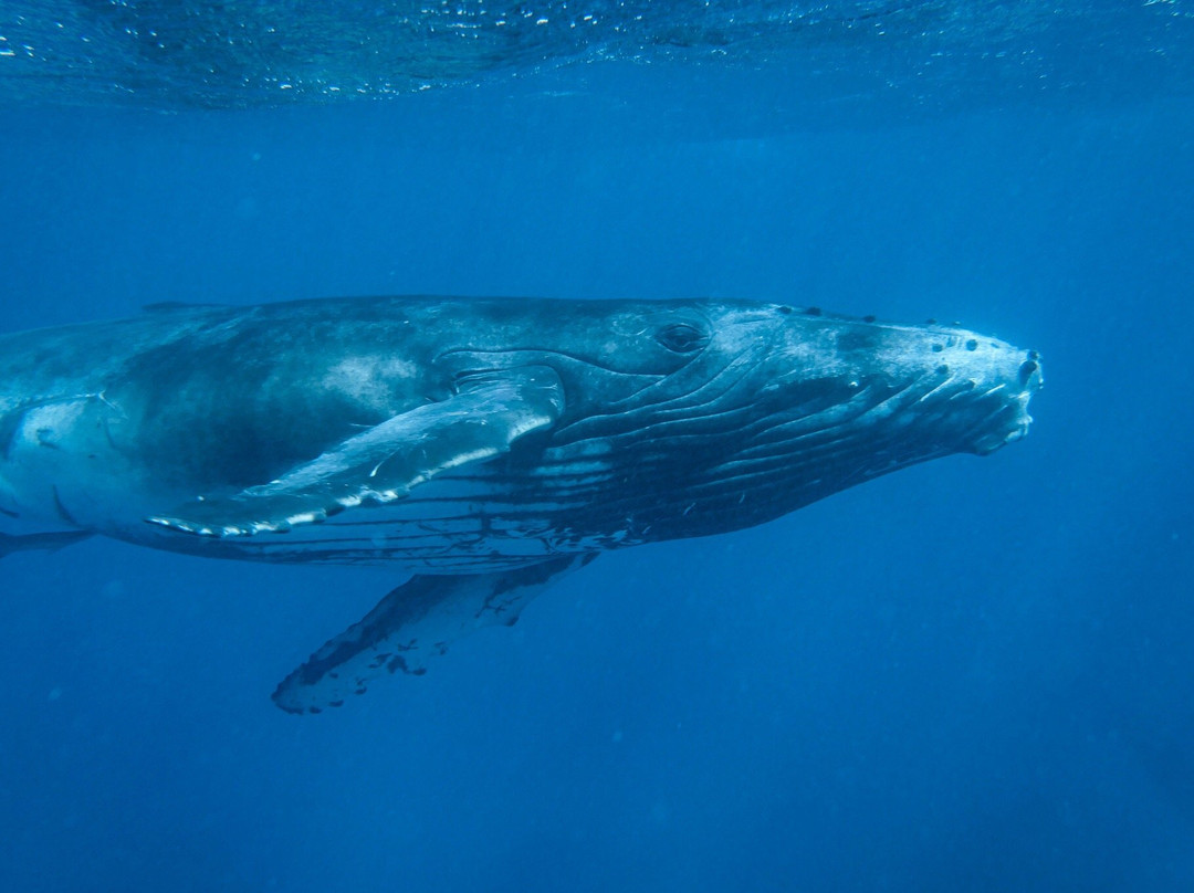 Whale Swim, Fish & Dive Tours-努库阿洛法必去景点