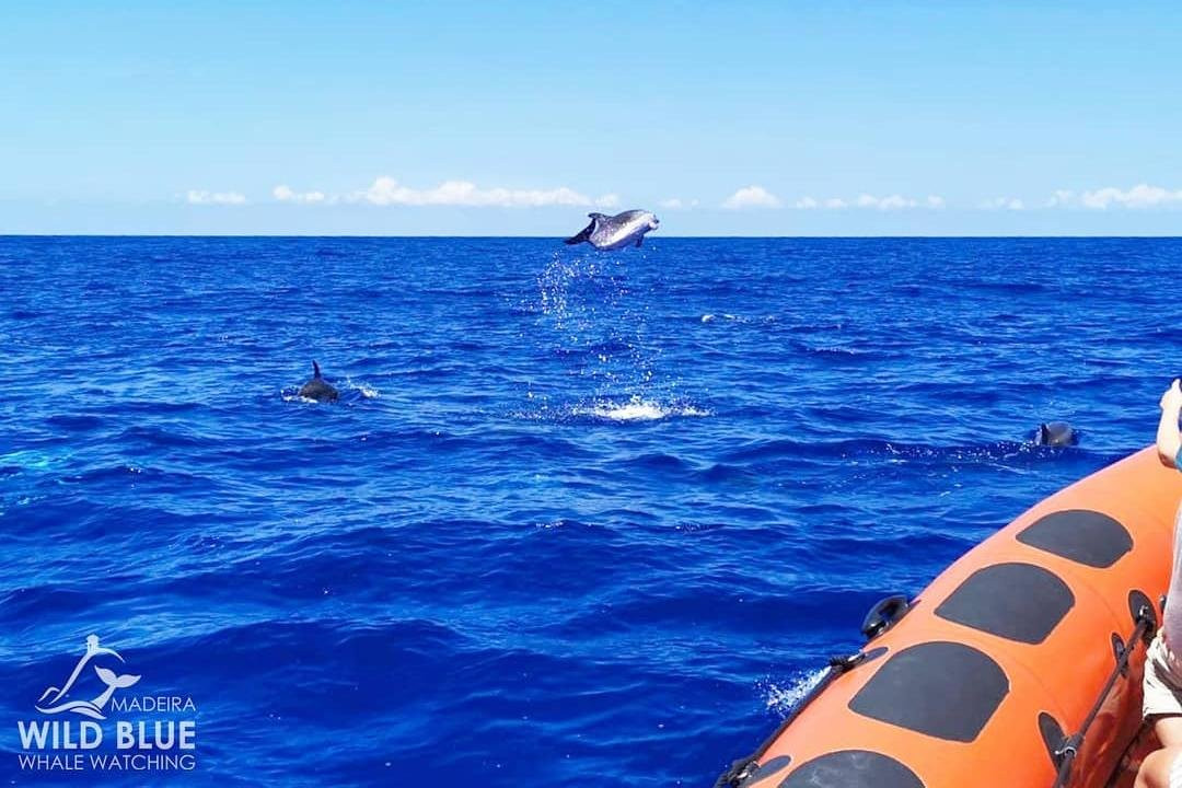 Madeira Wild Blue - Tours & W.W.-卡列塔必去景点
