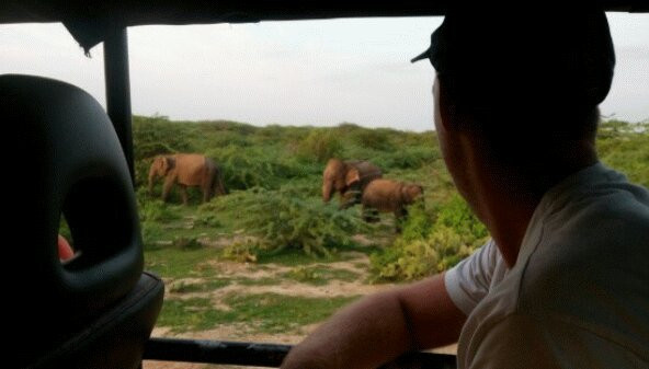 Kamal Safari Bundala Park-Hambantota必去景点