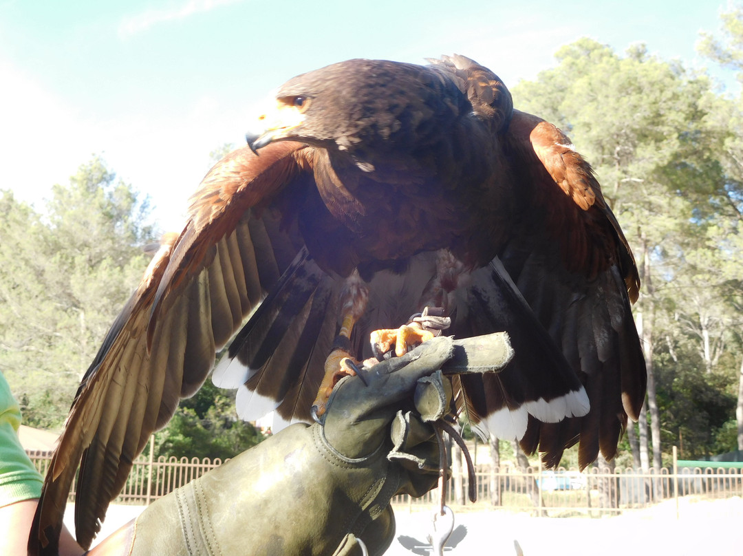 Les Aigles de la Sainte Baume景点图片