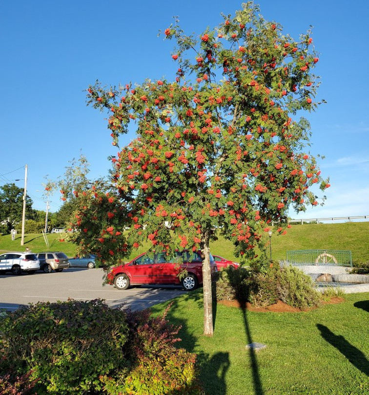 Bucksport Waterfront Walkway景点图片