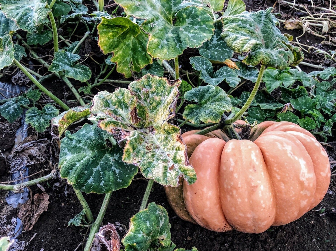 Azienda Agricola Bioviola & Sicilì Bottega Biologica-Alcamo必去景点