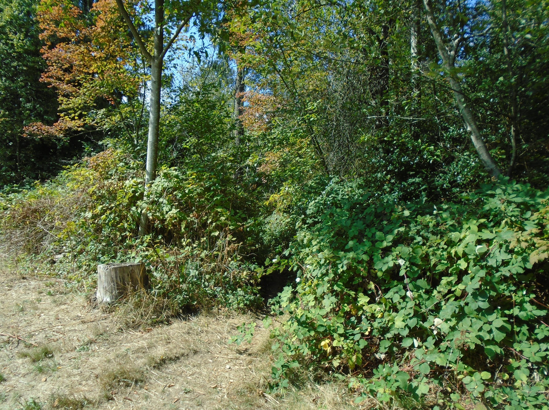 Byrne Creek Ravine Park景点图片