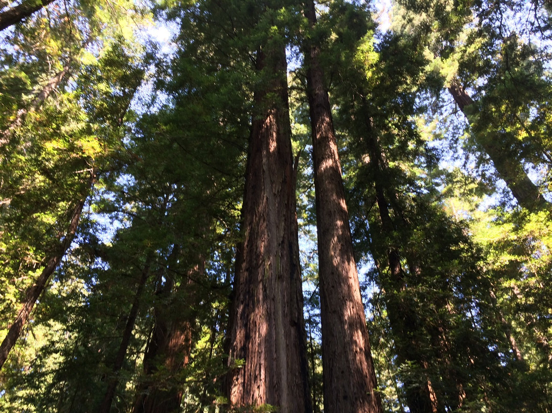 Redwood Highway景点图片