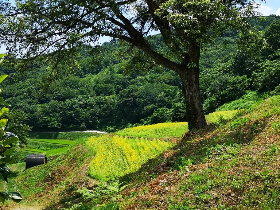 Iwakubi Shoryu Tanada-佐渡市必去景点