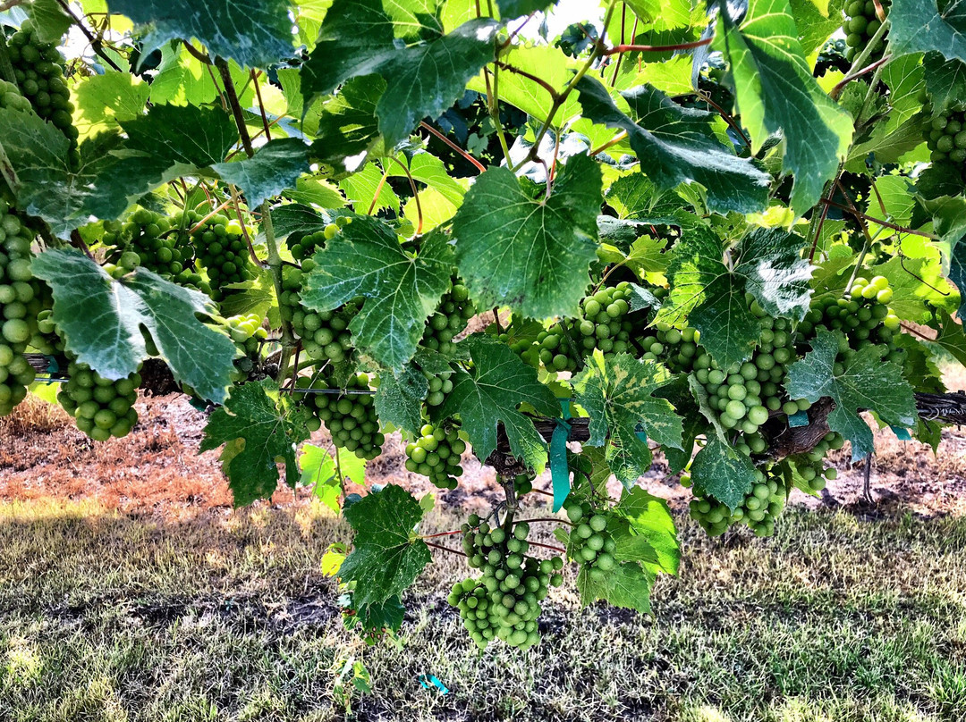 Cold  Country Vines & Wines-Kewaunee必去景点