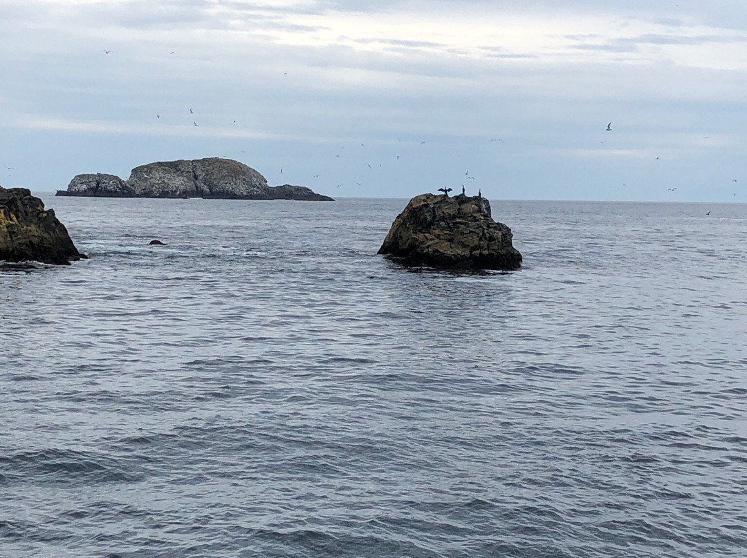 Bonavista Puffin & Whale Boat Tours景点图片