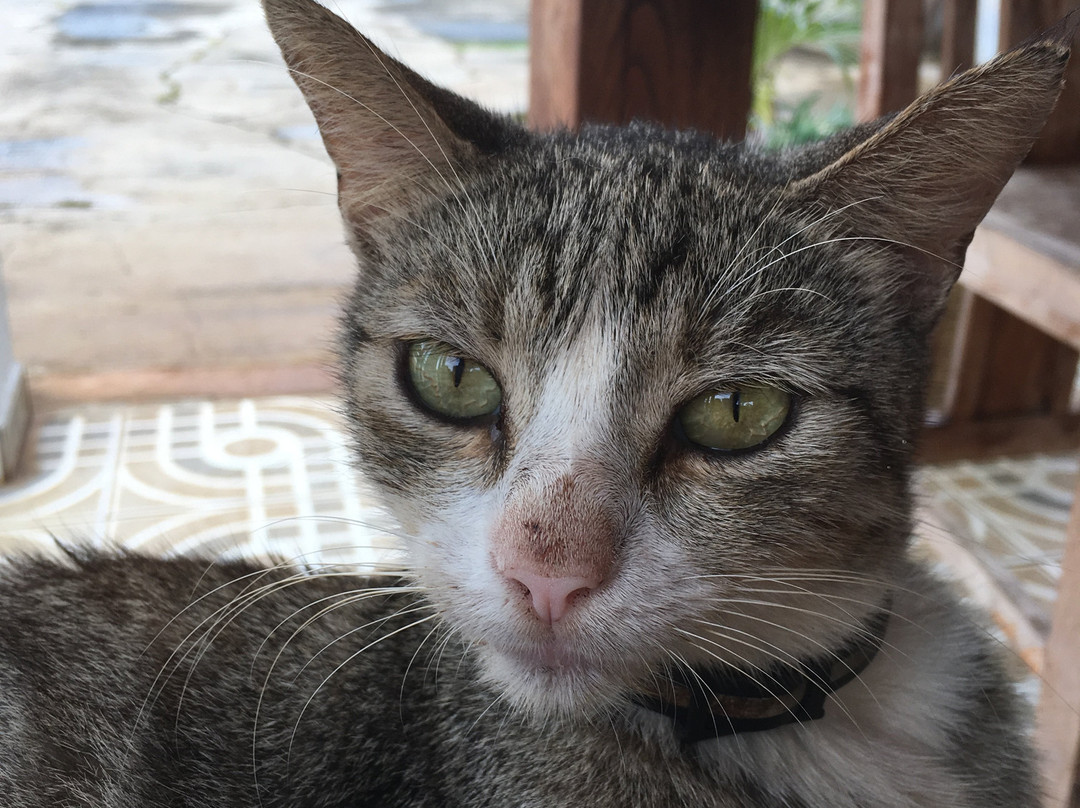 Hôtel-Restaurant l'Albatros主图