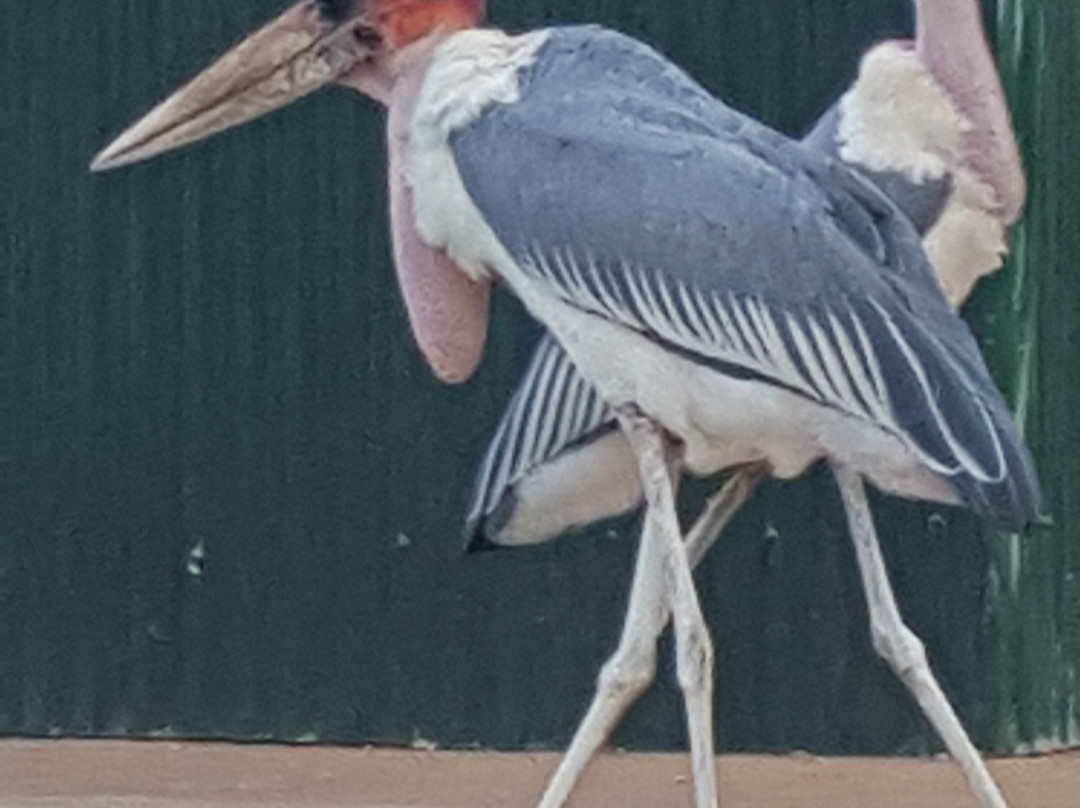 岛营地巴林戈豪华帐篷旅馆主图