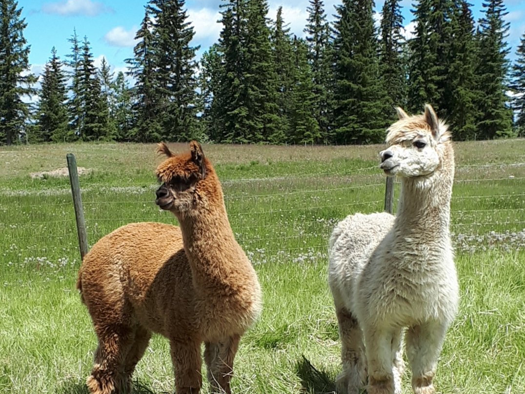 Alpaca Story Ranch景点图片