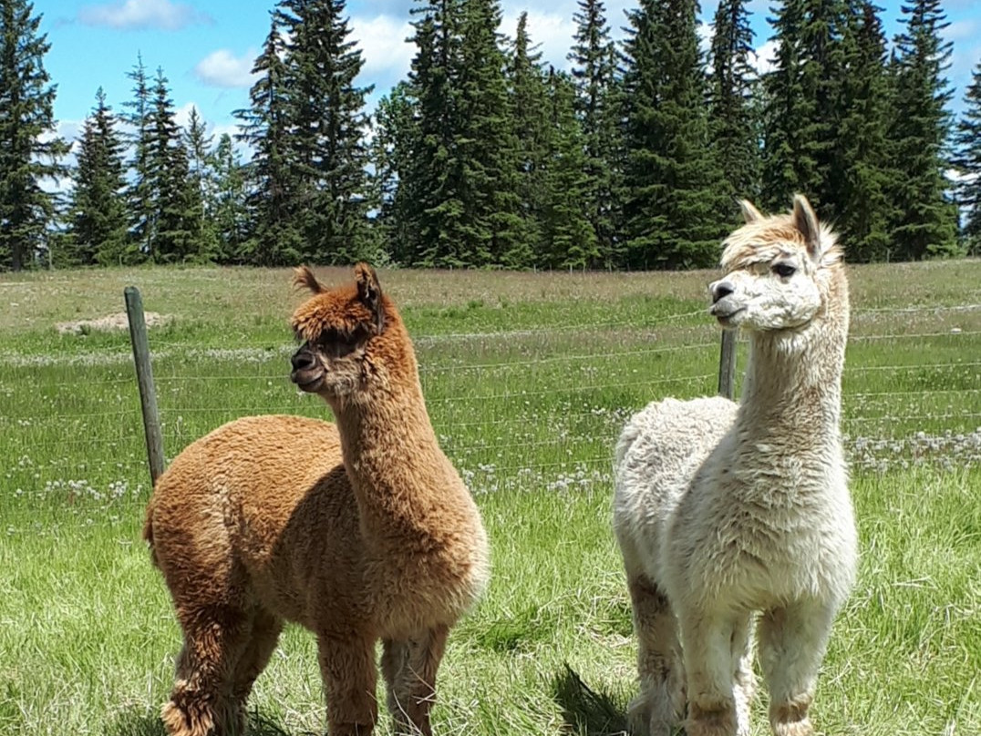 Alpaca Story Ranch景点图片