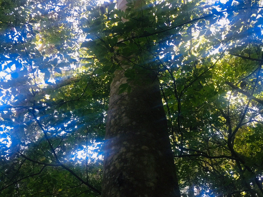 Rota das Araucarias-Sao Bento do Sapucai必去景点