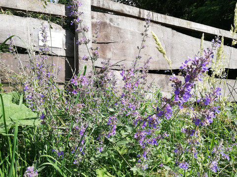 A L'écoute de la Nature