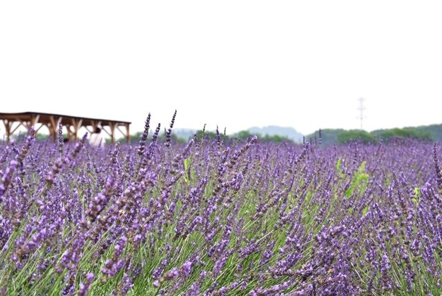 Ranzanmachi Sennen no Sono Lavender Field-岚山町必去景点