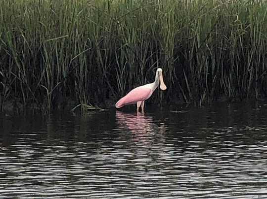 Castaway Island Preserve-杰克逊维尔必去景点