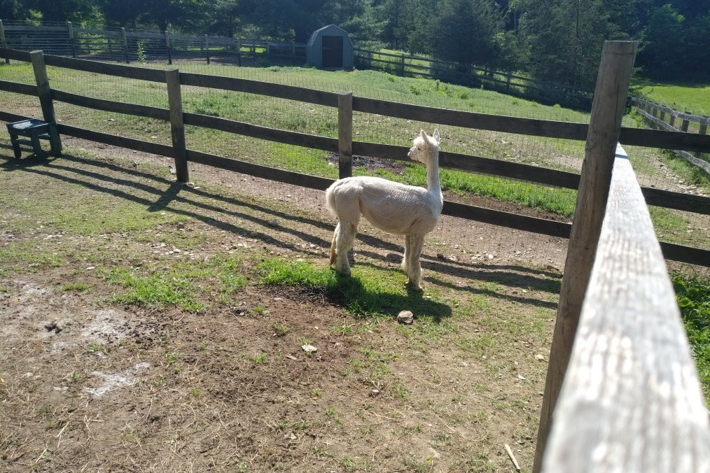 Lilymoore Alpaca Farm-Pleasant Valley必去景点