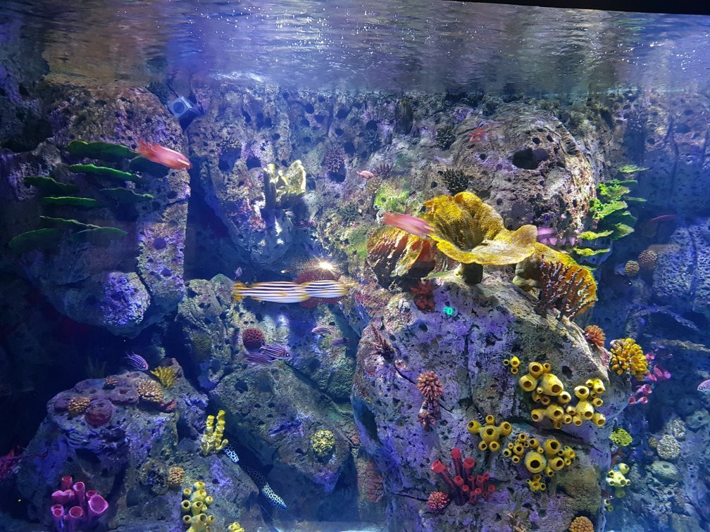 Atlantis Aquarium Madrid景点图片