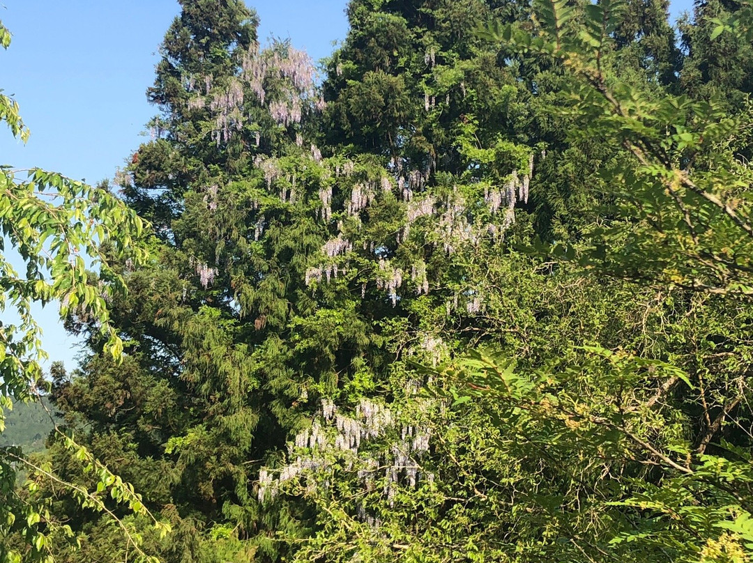 Hanadate Nature Park景点图片