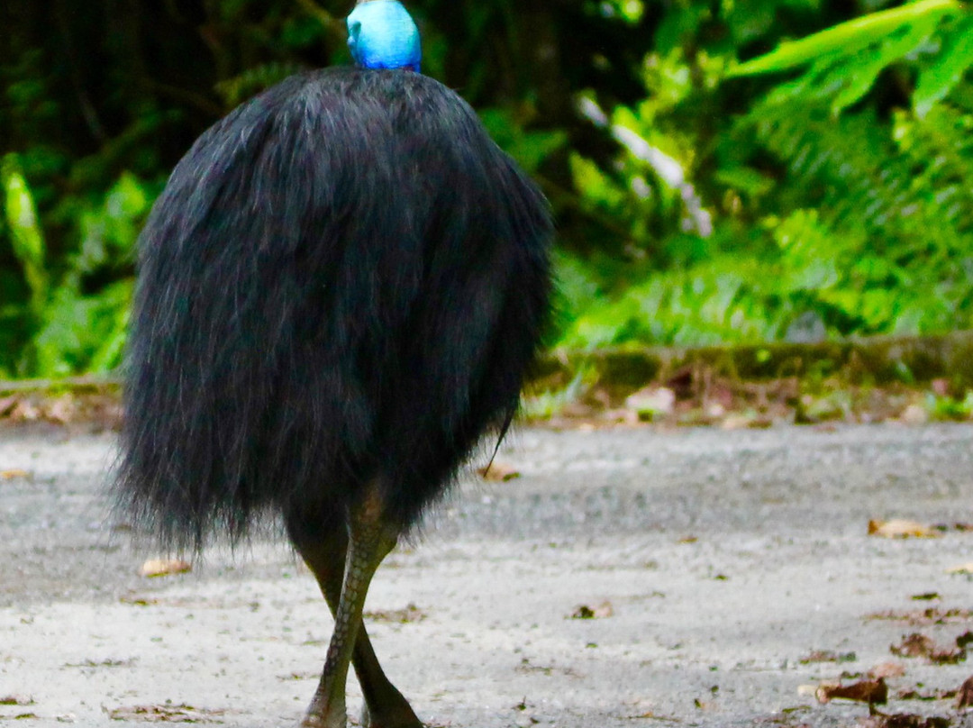 Cape Trib Exotic Fruit Farm-Cape Tribulation必去景点