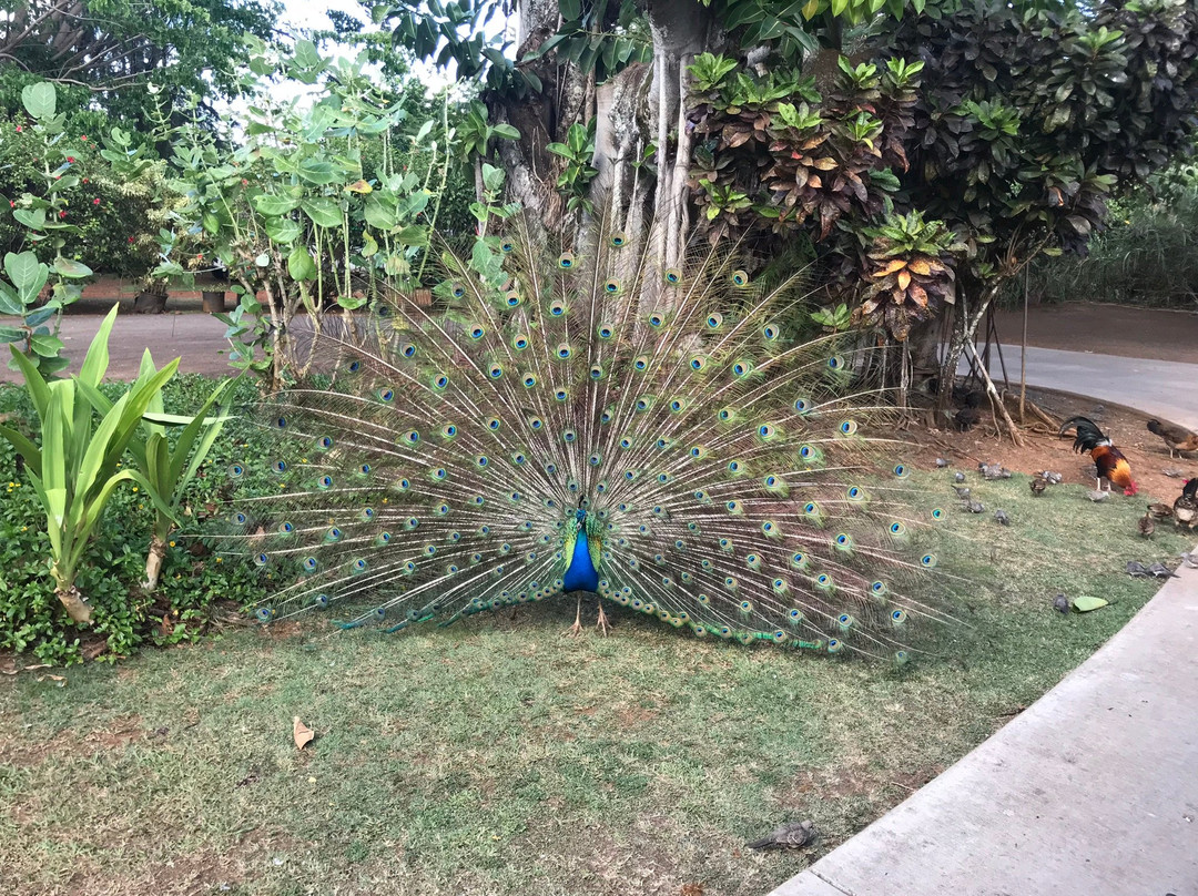 Smiths Tropical Paradise-卡帕阿必去景点