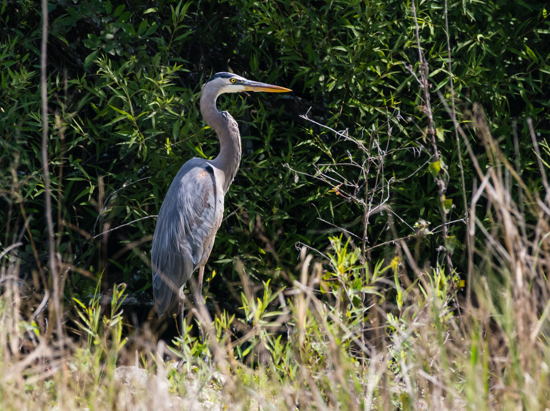 Turner River Road-奥乔皮必去景点
