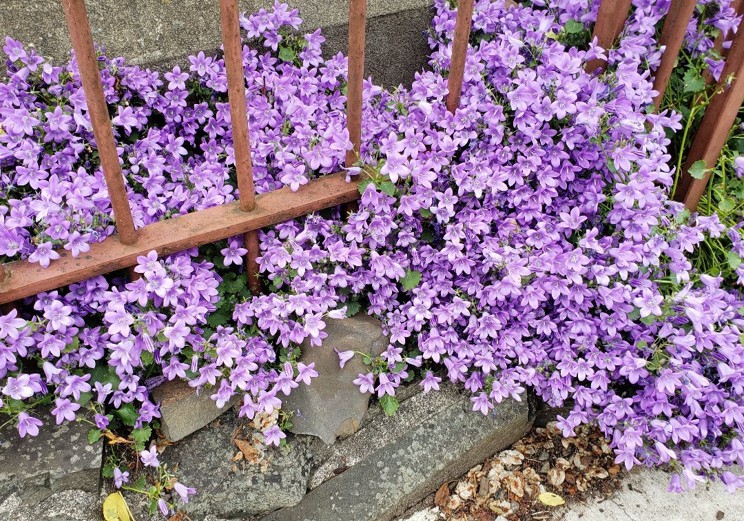 Fort Astoria-阿斯托里亚必去景点
