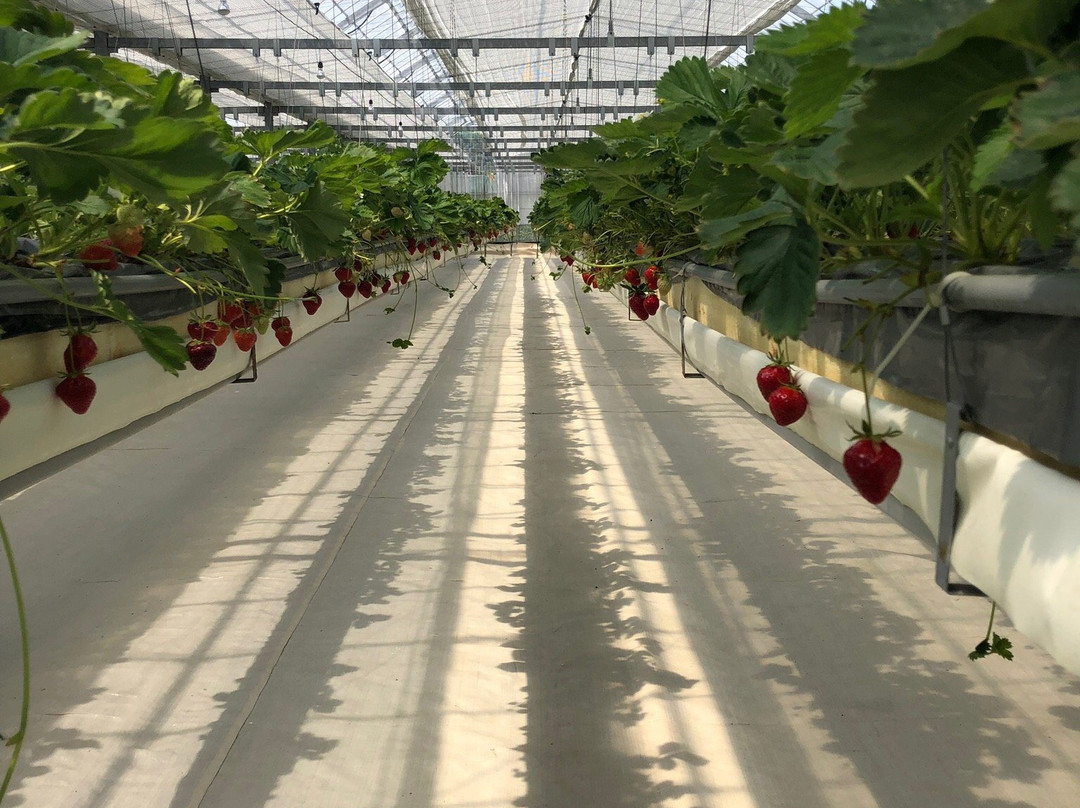 Strawberry Farm Haru-岸和田市必去景点