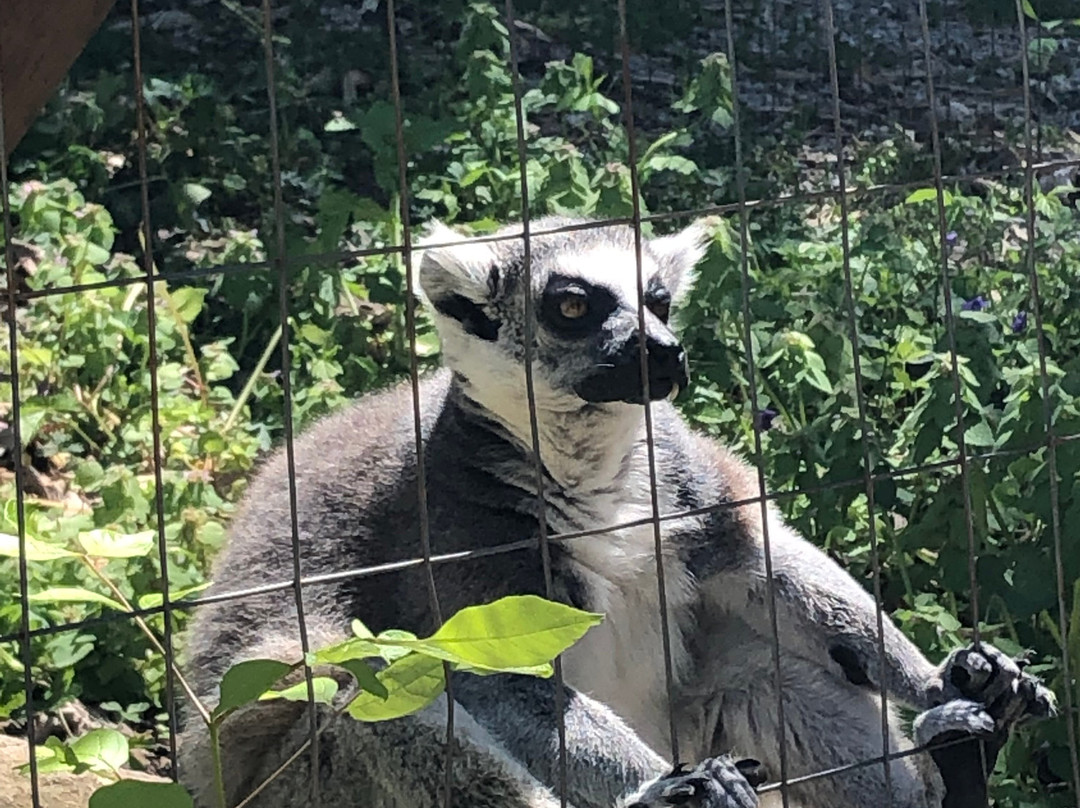 Kentucky Down Under Adventure Zoo景点图片
