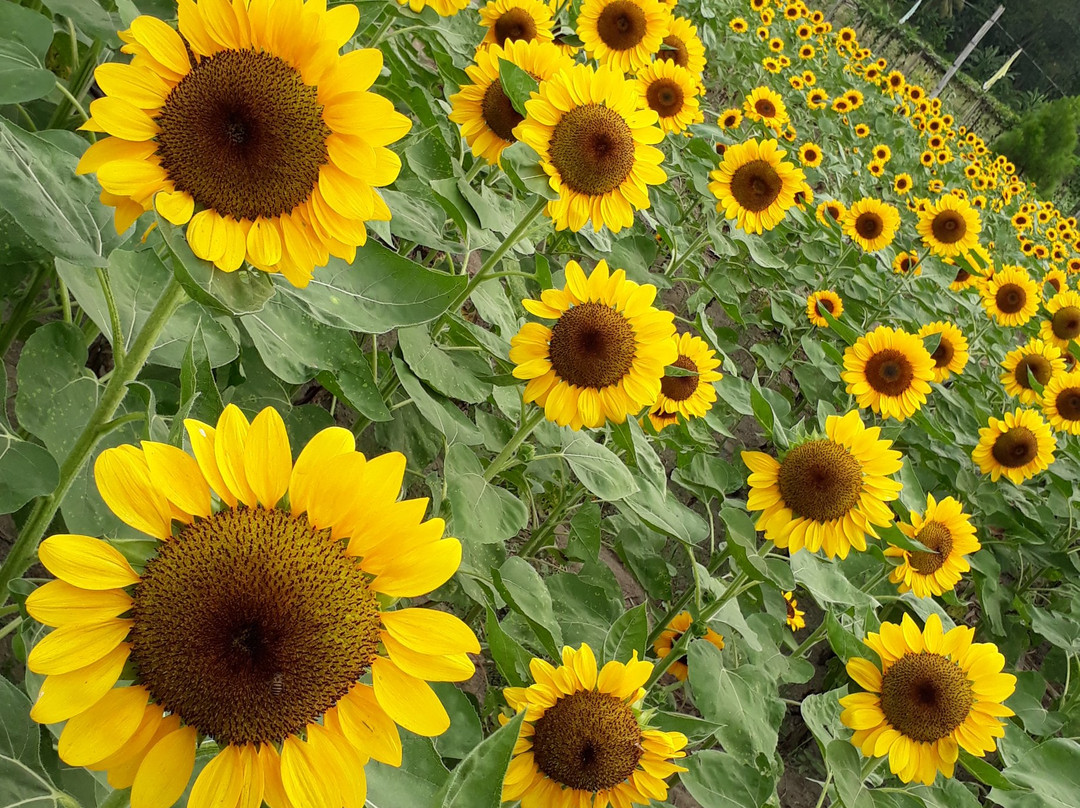 Mariano's Blooming Agri-Tourism Park景点图片