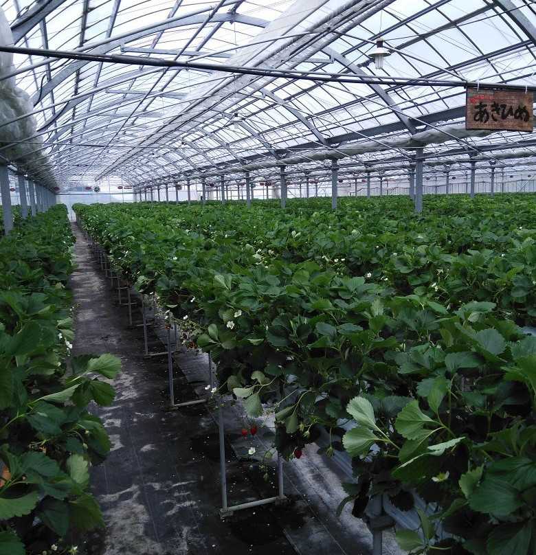 Izumikogawa Strawberry Farm-和泉市必去景点