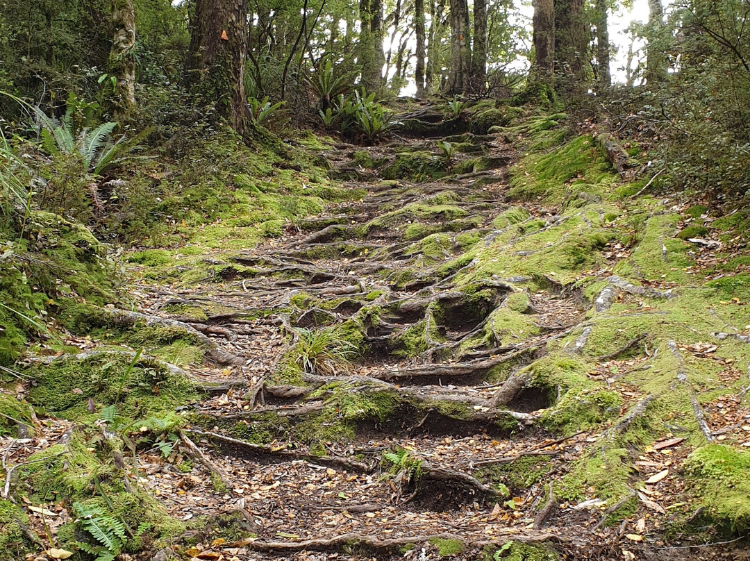 Lake Waikaremoana Great Walk景点图片