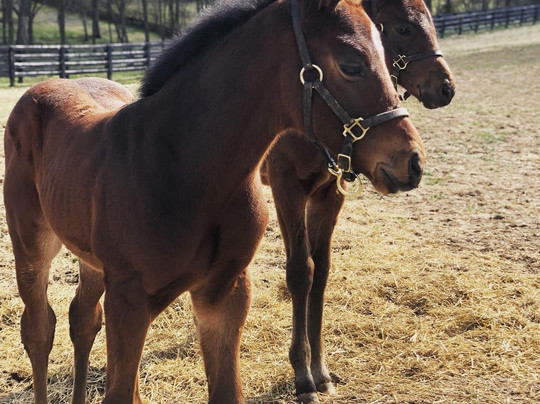 Keene Ridge Farm-列克星敦必去景点