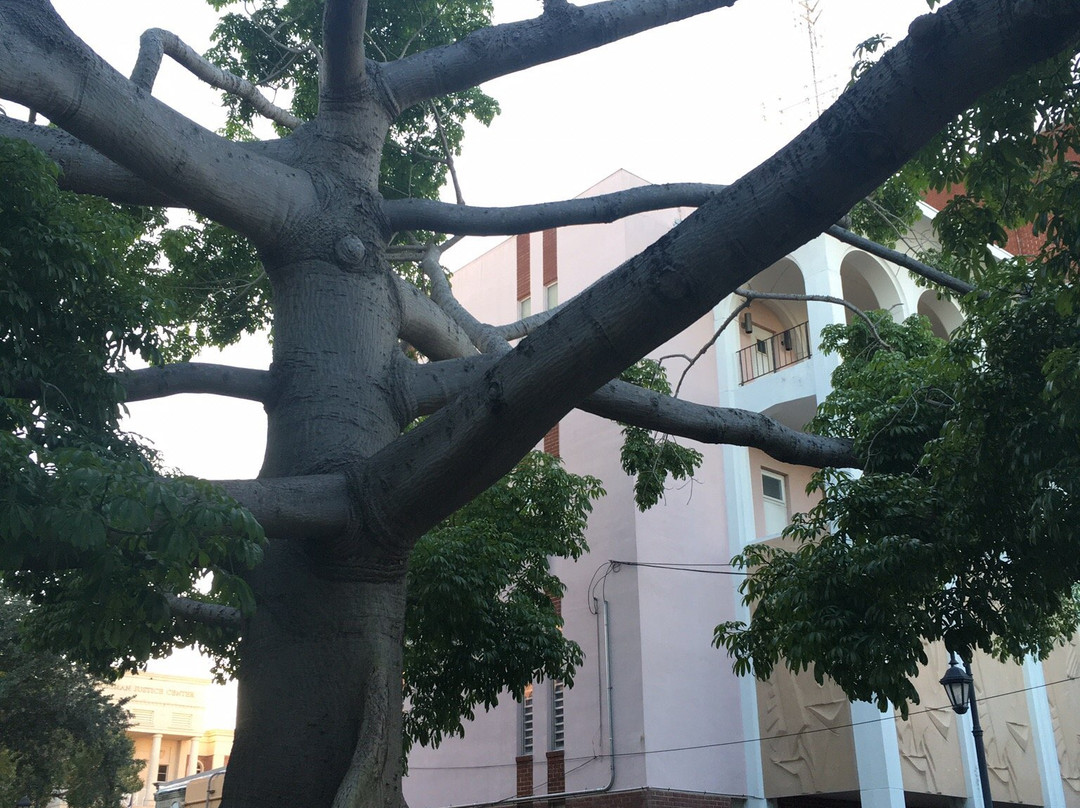 The Kapok Tree景点图片