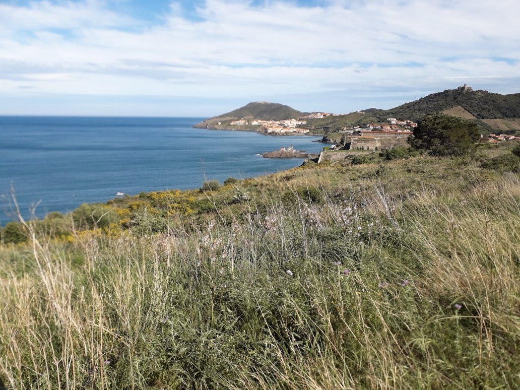 Tourist Office of Collioure景点图片