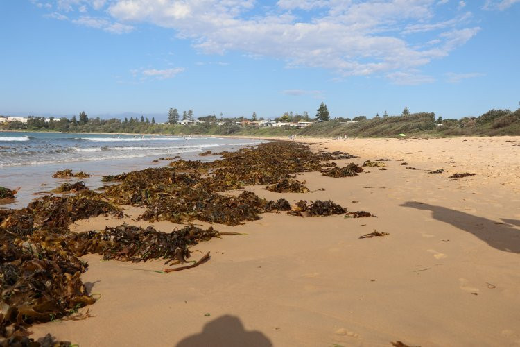 Culburra Beach Sunrise Walk景点图片