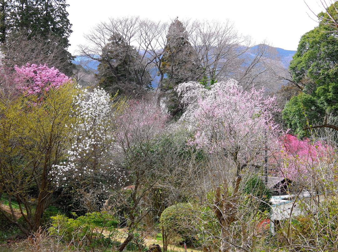 Tochigi Botanical Gardens Ogaki Hanayama景点图片