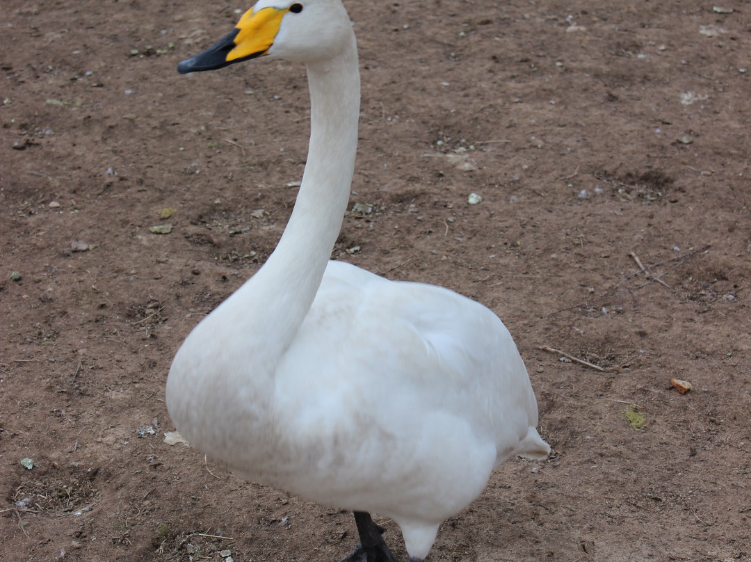 Eco Park Zoograd景点图片