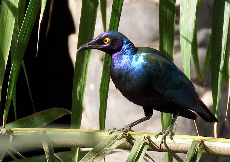 Musa Manneh Bird Watching Tours景点图片