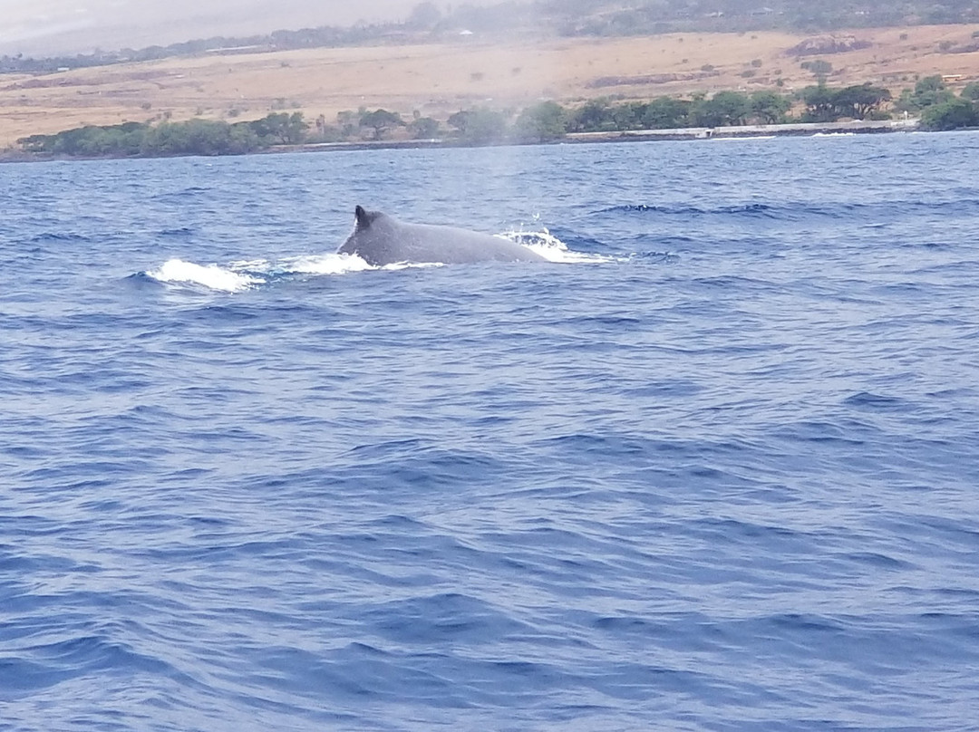 Blue Maui Ocean Adventures-卡纳帕利必去景点