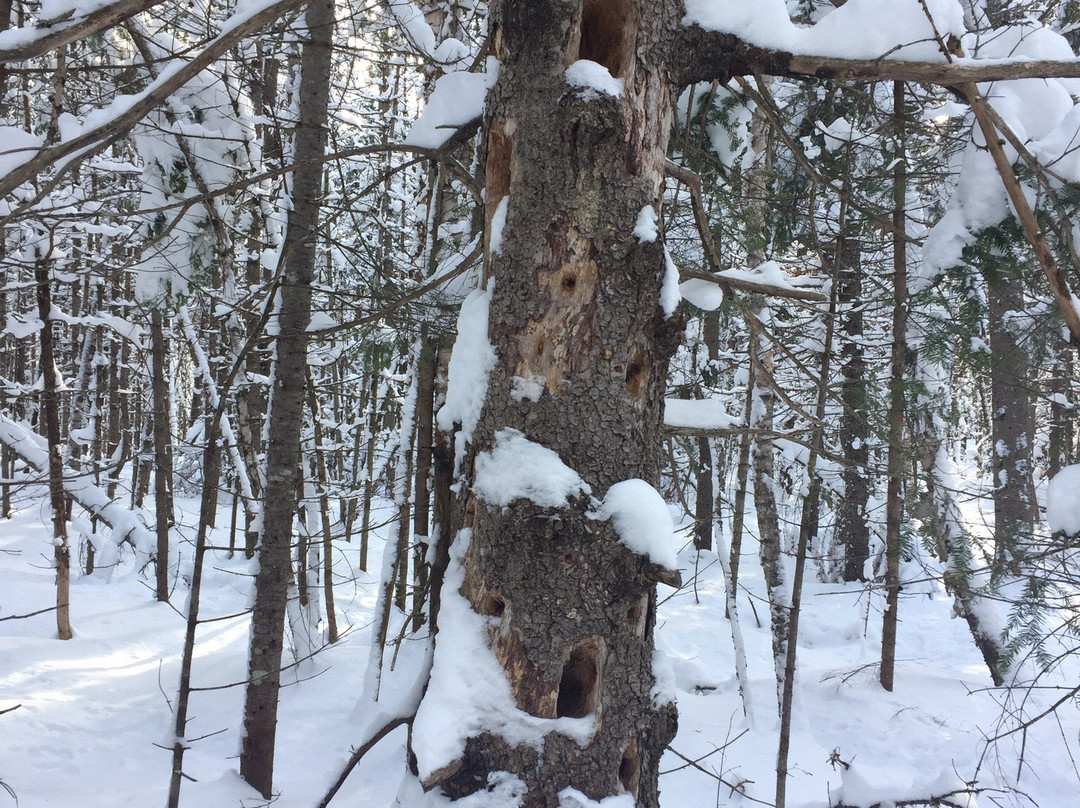 Aroostook National Wildlife Refuge景点图片