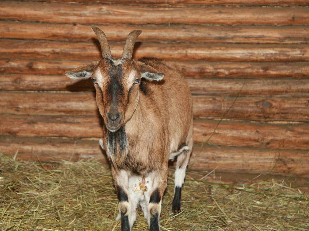 Amazing Farm Fun at Ticonderoga景点图片