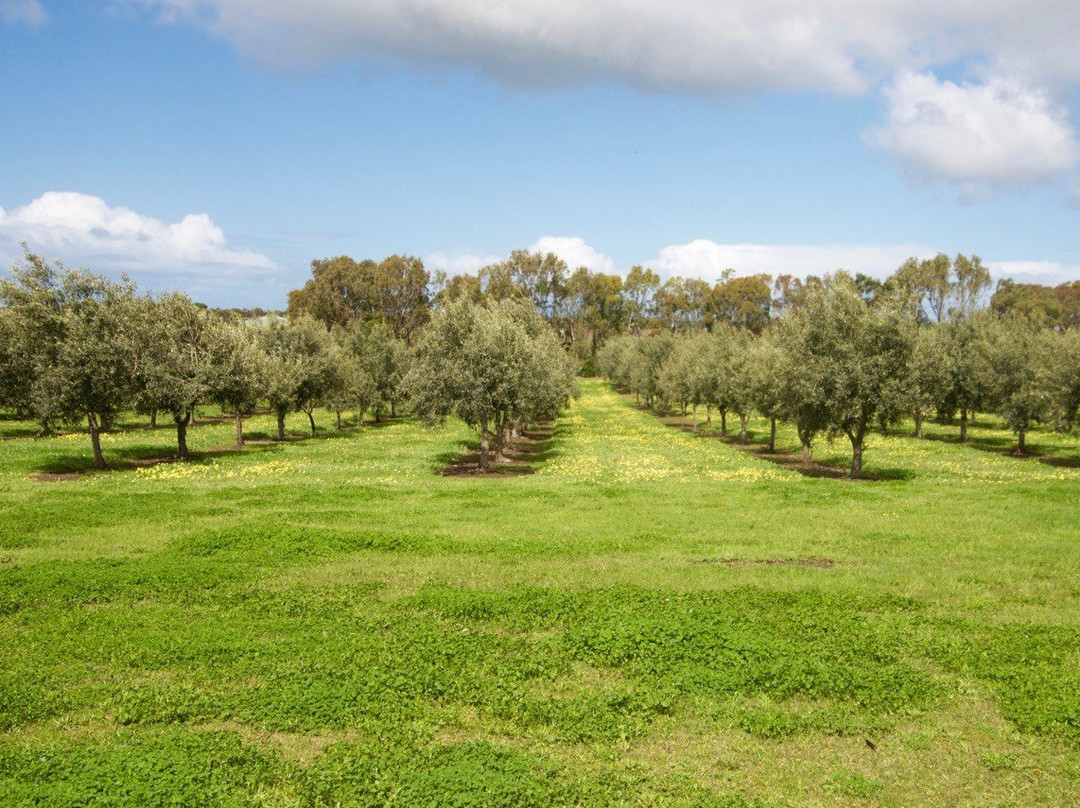 Lighthouse Extra Virgin Olive Oil & Farmstay-Drysdale必去景点