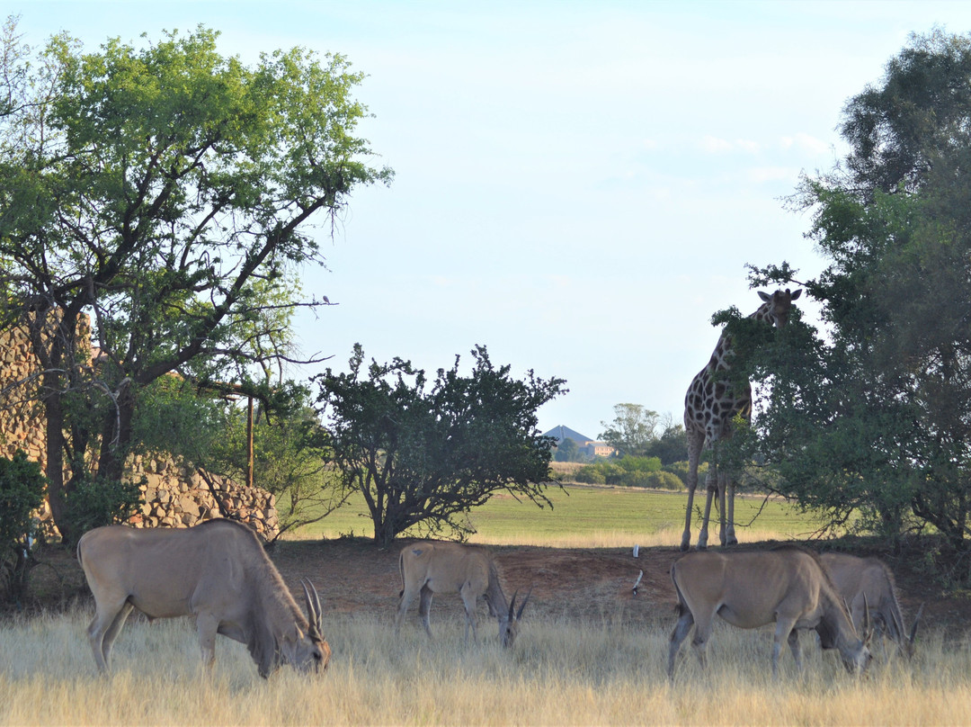 Emoya Basotho Lodge & Spa主图