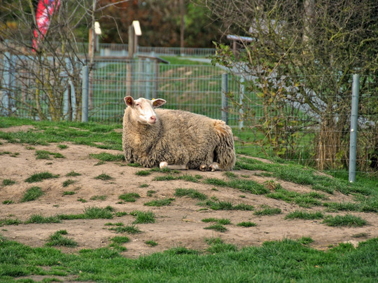 Haustierpark Werdum-Werdum必去景点