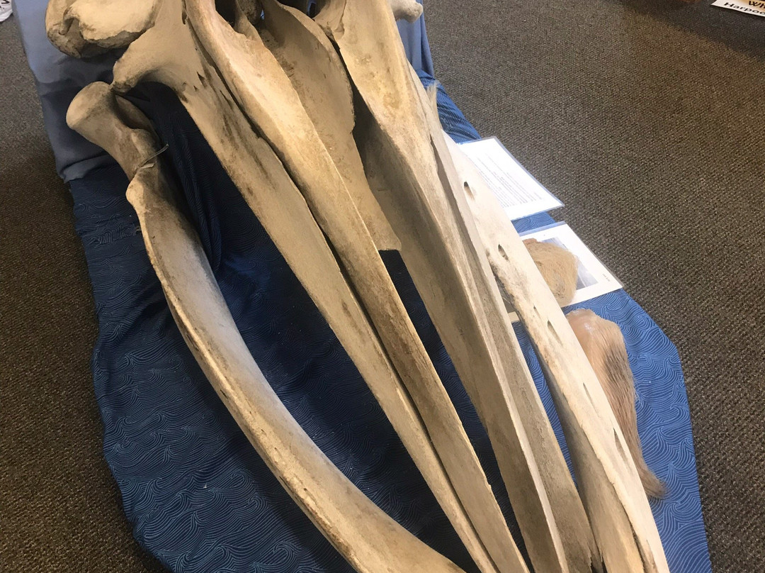 Langley Whale Center-Langley必去景点